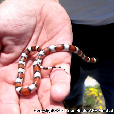 Central Plains Milksnake (Lampropeltis triangulum gentilis)