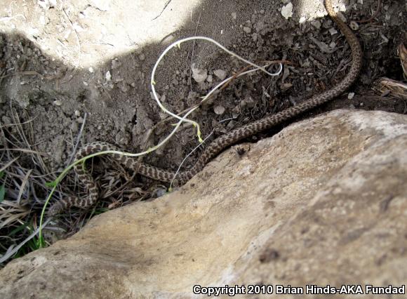 Eastern Yellow-bellied Racer (Coluber constrictor flaviventris)