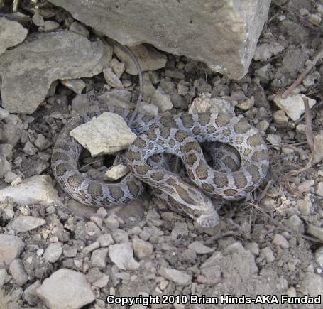 Great Plains Ratsnake (Pantherophis emoryi)