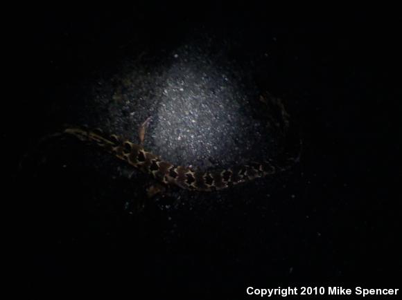 Timber Rattlesnake (Crotalus horridus)