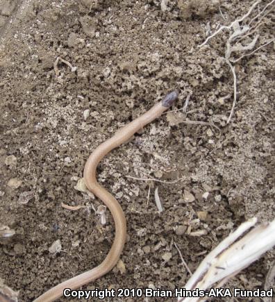 Plains Black-headed Snake (Tantilla nigriceps)