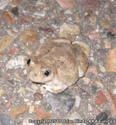 Mexican Spadefoot (Spea multiplicata)