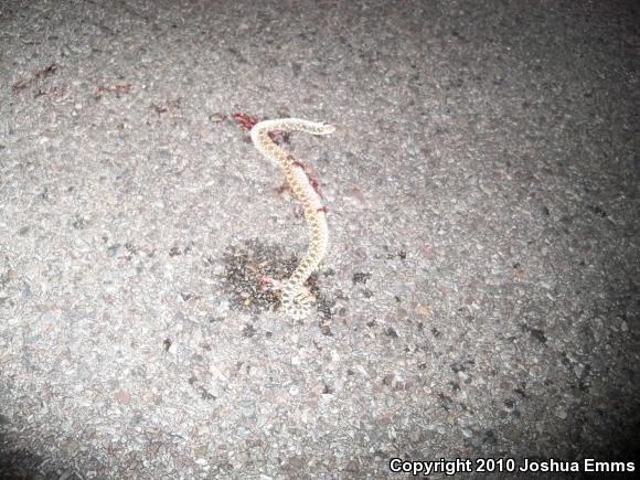 Sonoran Gopher Snake (Pituophis catenifer affinis)