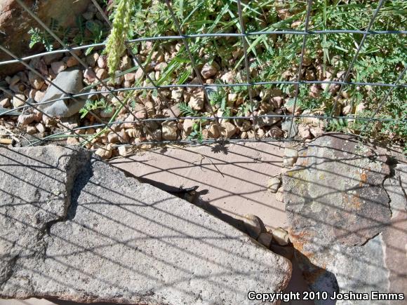 Great Plains Skink (Plestiodon obsoletus)