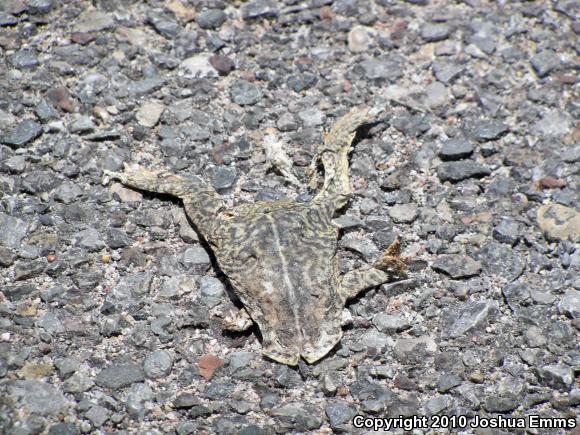 Woodhouse's Toad (Anaxyrus woodhousii woodhousii)