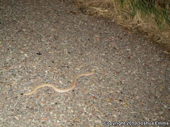 Prairie Rattlesnake (Crotalus viridis)