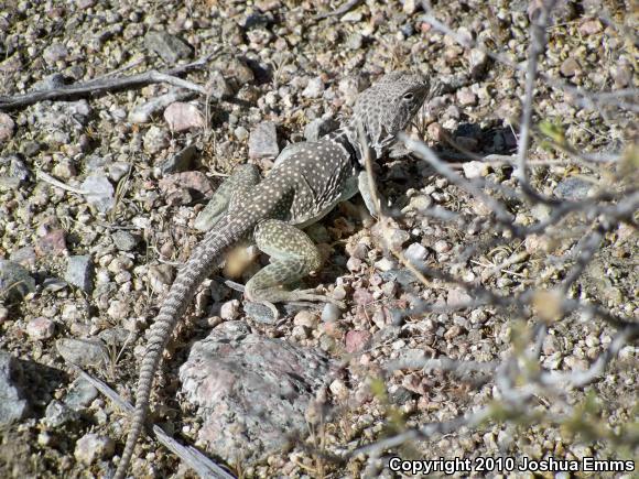 Eastern Collared Lizard (Crotaphytus collaris)