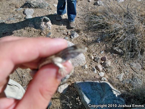 Southwestern Fence Lizard (Sceloporus cowlesi)