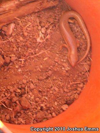 Great Plains Skink (Plestiodon obsoletus)