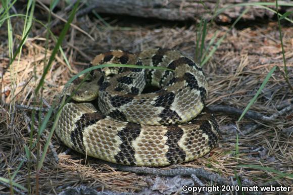 Timber Rattlesnake (Crotalus horridus)