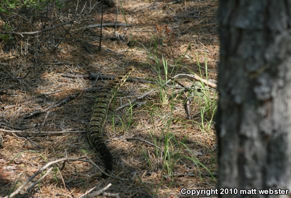 Timber Rattlesnake (Crotalus horridus)