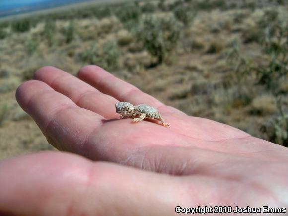 Round-tailed Horned Lizard (Phrynosoma modestum)