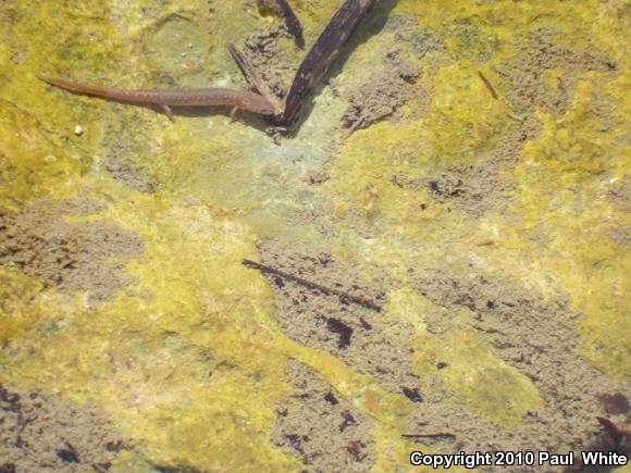 Texas Salamander (Eurycea neotenes)