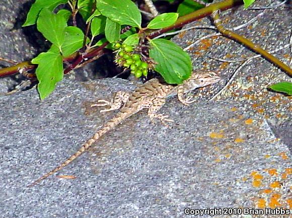 Plateau Fence Lizard (Sceloporus tristichus)