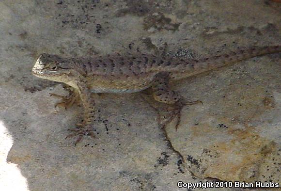 Plateau Fence Lizard (Sceloporus tristichus)