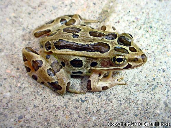 Northern Leopard Frog (Lithobates pipiens)