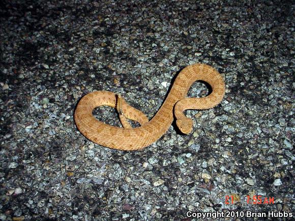 Midget Faded Rattlesnake (Crotalus oreganus concolor)