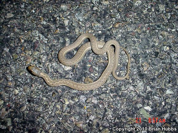 Wandering Gartersnake (Thamnophis elegans vagrans)