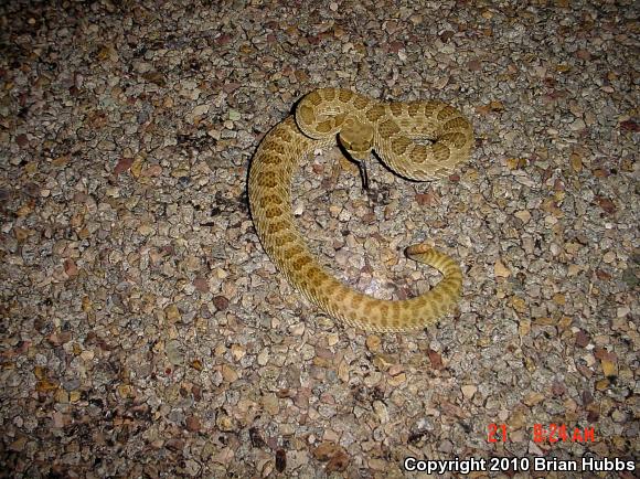 Prairie Rattlesnake (Crotalus viridis)