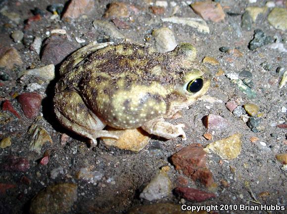 Couch's Spadefoot (Scaphiopus couchii)