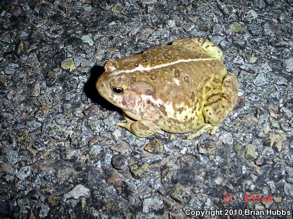 Woodhouse's Toad (Anaxyrus woodhousii woodhousii)