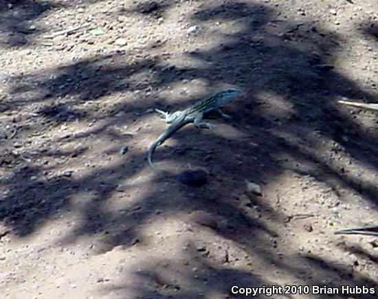 Plateau Striped Whiptail (Aspidoscelis velox)