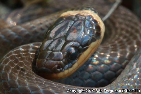 Northern Ring-necked Snake (Diadophis punctatus edwardsii)