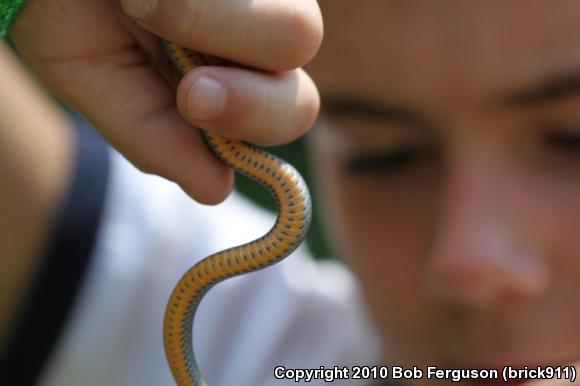 Northern Ring-necked Snake (Diadophis punctatus edwardsii)