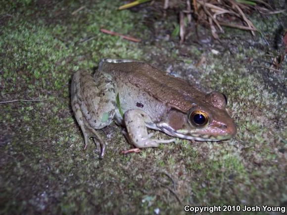 Bronze Frog (Lithobates clamitans clamitans)