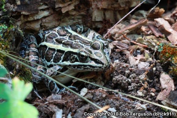 Pickerel Frog (Lithobates palustris)