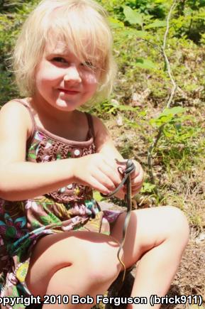 Northern Ring-necked Snake (Diadophis punctatus edwardsii)