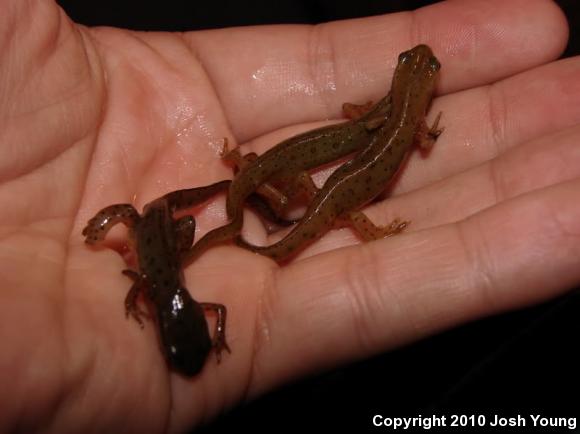 Red-Spotted Newt (Notophthalmus viridescens viridescens)