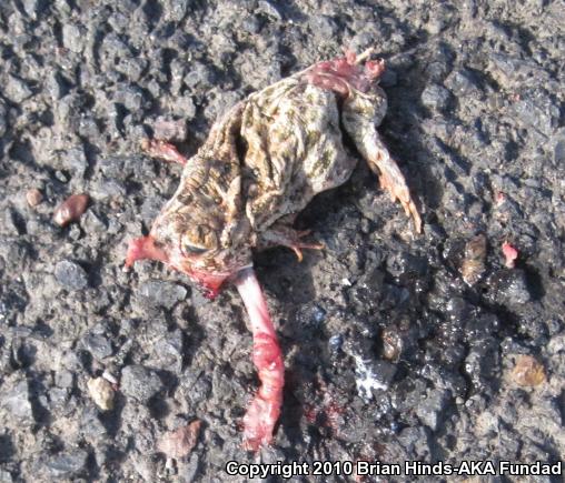 Great Plains Toad (Anaxyrus cognatus)