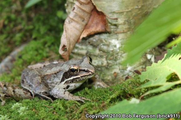 Wood Frog (Lithobates sylvaticus)