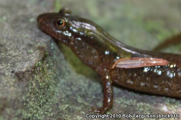 Northern Dusky Salamander (Desmognathus fuscus)