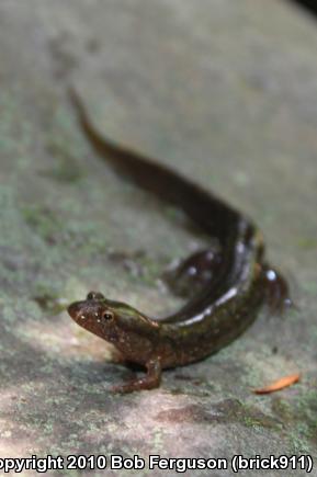 Northern Dusky Salamander (Desmognathus fuscus)