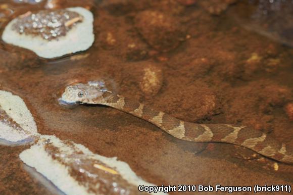 Northern Watersnake (Nerodia sipedon sipedon)