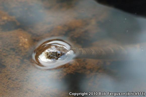 Northern Watersnake (Nerodia sipedon sipedon)