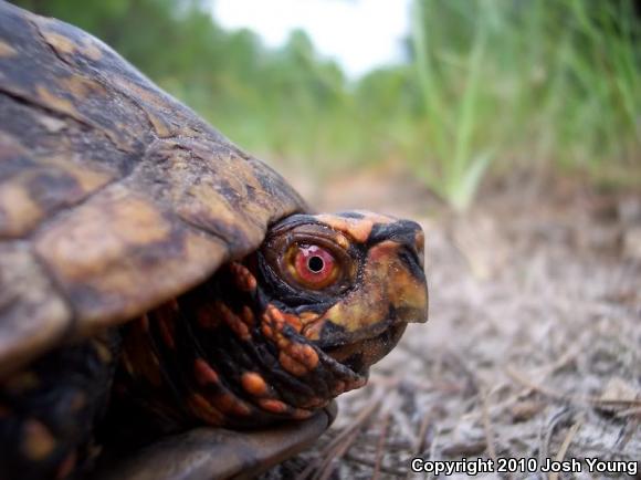 Eastern Box Turtle (Terrapene carolina carolina)