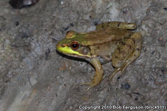 Northern Green Frog (Lithobates clamitans melanota)