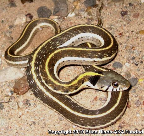 Western Black-necked Gartersnake (Thamnophis cyrtopsis cyrtopsis)