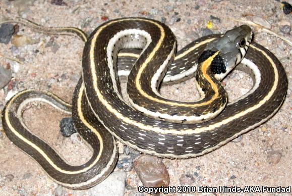 Western Black-necked Gartersnake (Thamnophis cyrtopsis cyrtopsis)