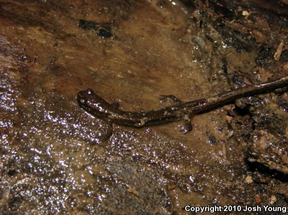 Dwarf Salamander (Eurycea quadridigitata)