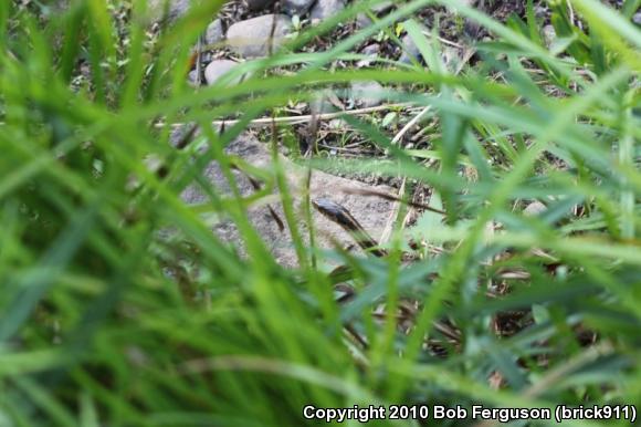 Eastern Gartersnake (Thamnophis sirtalis sirtalis)