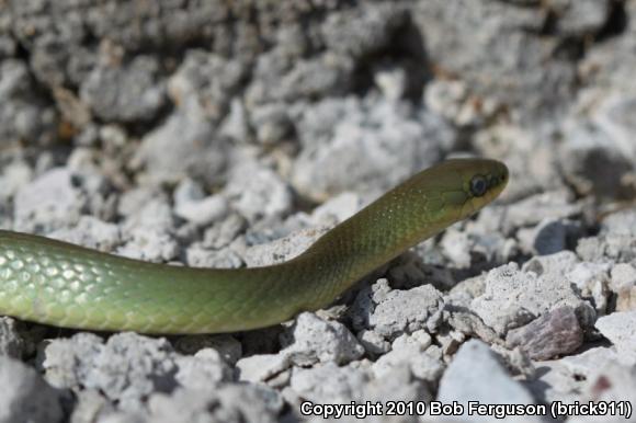 Eastern Smooth Greensnake (Opheodrys vernalis vernalis)