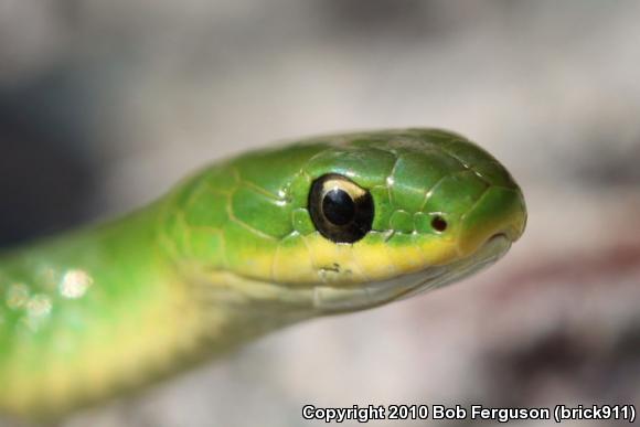 Eastern Smooth Greensnake (Opheodrys vernalis vernalis)