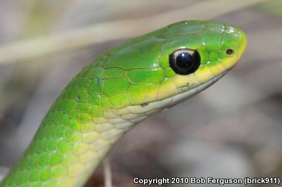 Eastern Smooth Greensnake (Opheodrys vernalis vernalis)