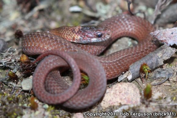 Northern Red-bellied Snake (Storeria occipitomaculata occipitomaculata)