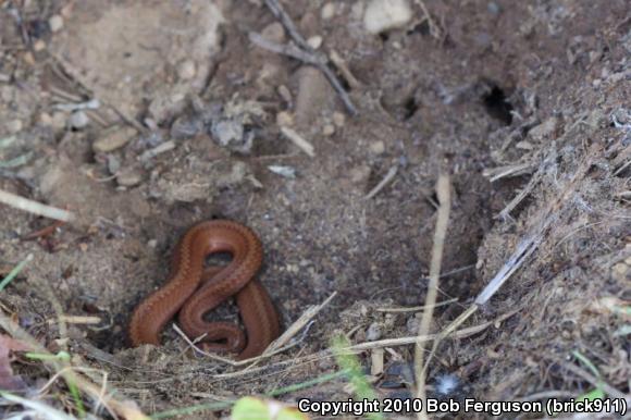 Northern Red-bellied Snake (Storeria occipitomaculata occipitomaculata)