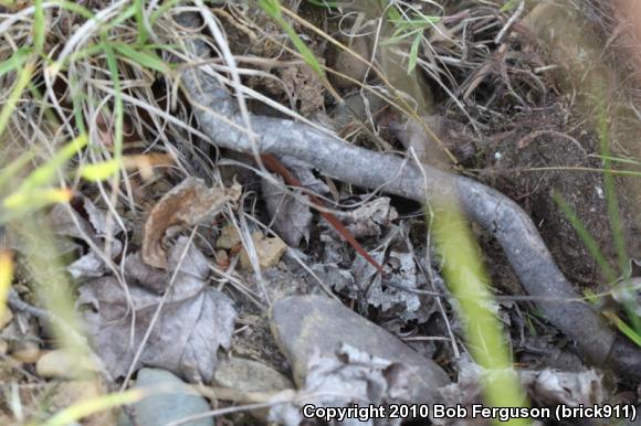 Northern Red-bellied Snake (Storeria occipitomaculata occipitomaculata)